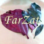 Frunze naturale de magnolie