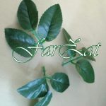 Ramurele frunze pentru cocarde