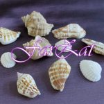 Scoici decorative - Model 1-4